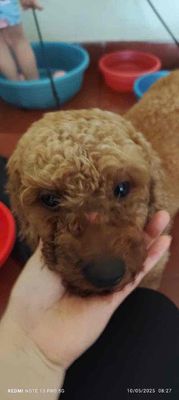 poodle toy cái trưởng thành cần bán