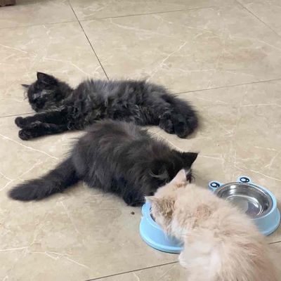 Tìm Chủ cho 3 bé Mèo. Mua bán Mèo tại Quận Bắc Từ Liêm Hà Nội được đăng bởi Ái Nhi