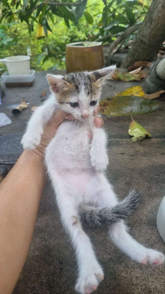 Mèo con tặng kèm pate. Mua bán Mèo tại Huyện Bình Chánh Tp Hồ Chí Minh được đăng bởi Minh Quân hình 1