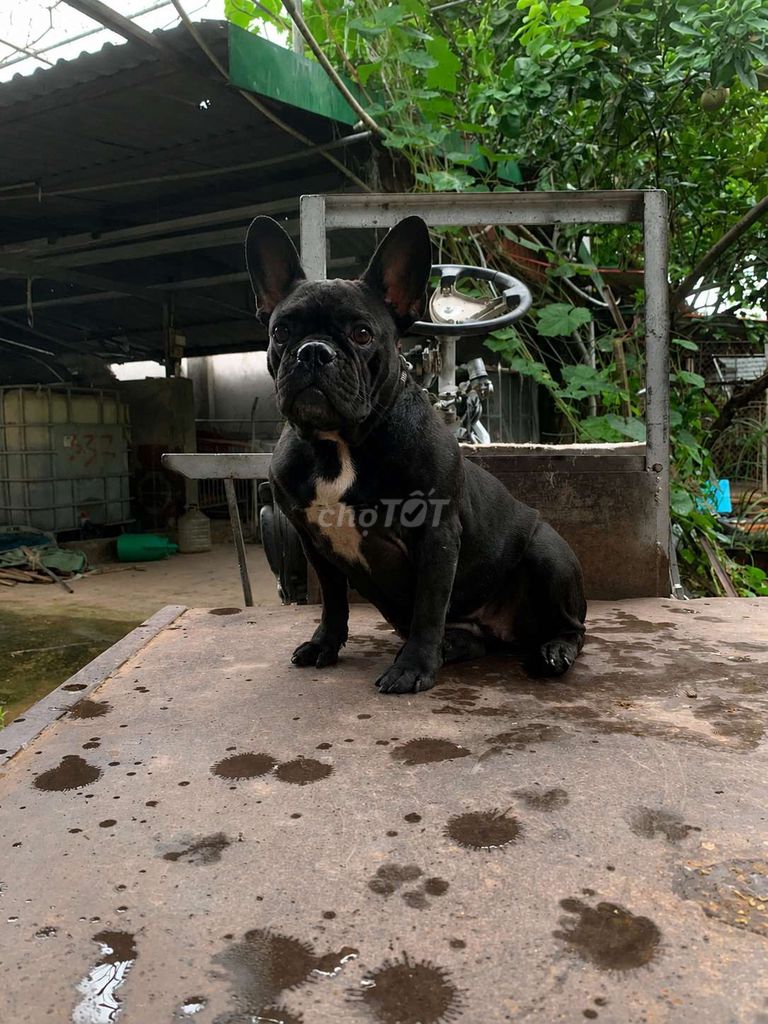 bull pháp cái. Mua bán Chó tại Huyện Thường Tín Hà Nội được đăng bởi Nhất Long hình 1