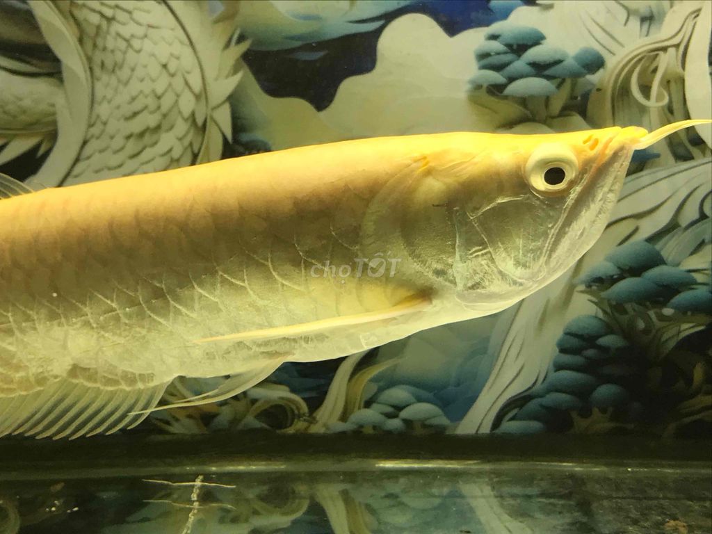 Cá cảnh Vàng Đực 35-37cm. Mua bán Thú cưng khác tại Quận 11 Tp Hồ Chí Minh được đăng bởi THANH TÙNG hình 1