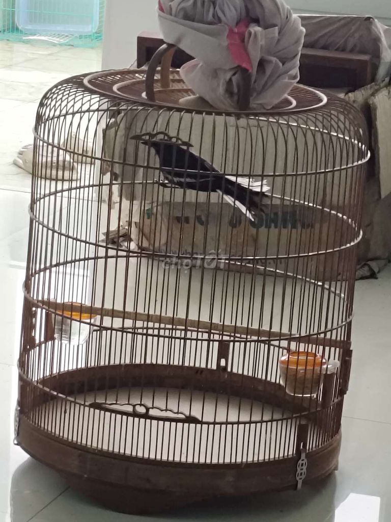 Chim Mẫu xòe đen trắng. Mua bán Chim tại Huyện Bình Chánh Tp Hồ Chí Minh được đăng bởi thiện chim than hình 1
