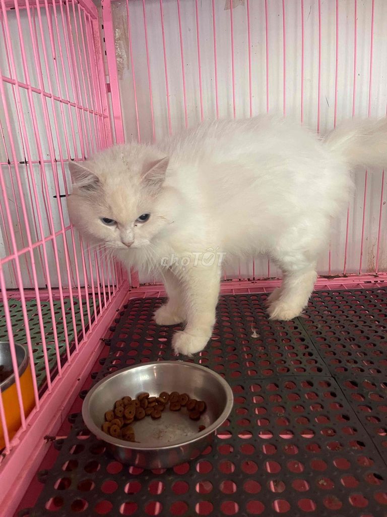 Mèo Aln Trắng. Mua bán Mèo tại Thành phố Buôn Ma Thuột Đắk Lắk được đăng bởi Lê Thịnh hình 1