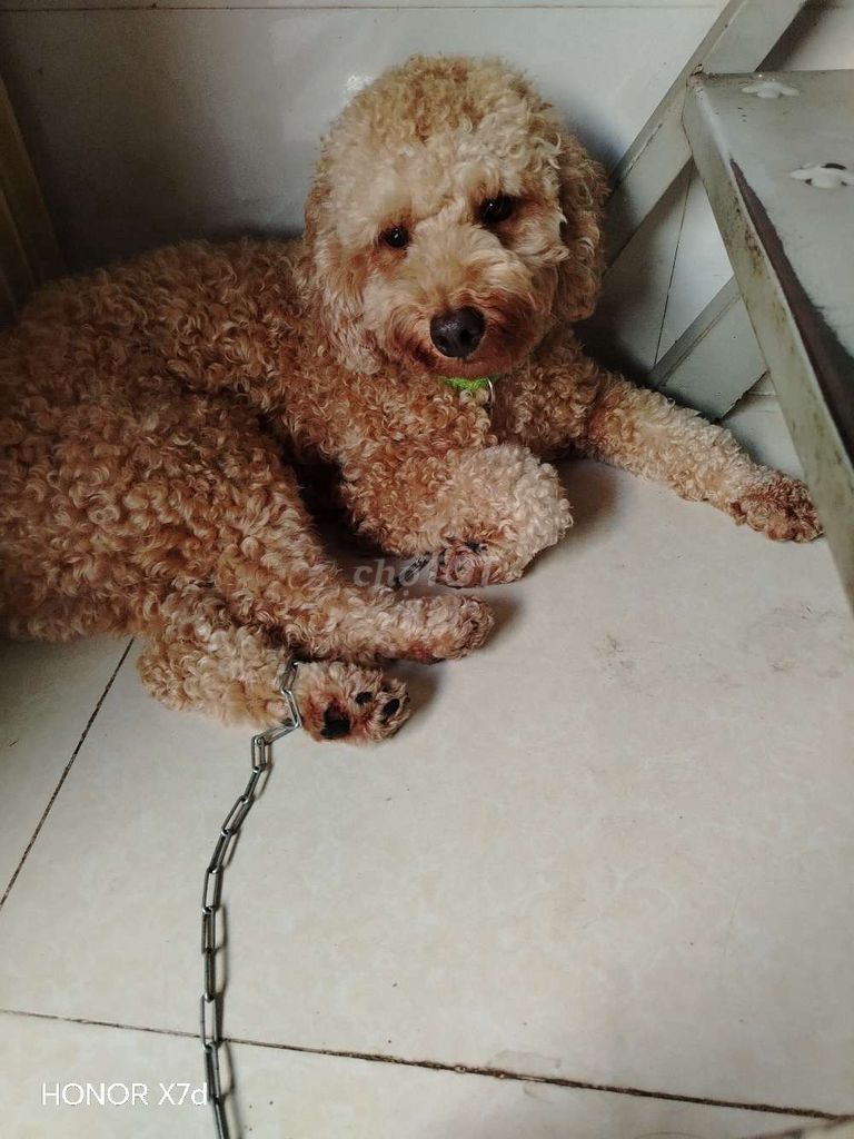 Chó Poodle Cái màu Nâu. Mua bán Chó tại Thị xã Bến Cát Bình Dương được đăng bởi lê hoài  hình 1