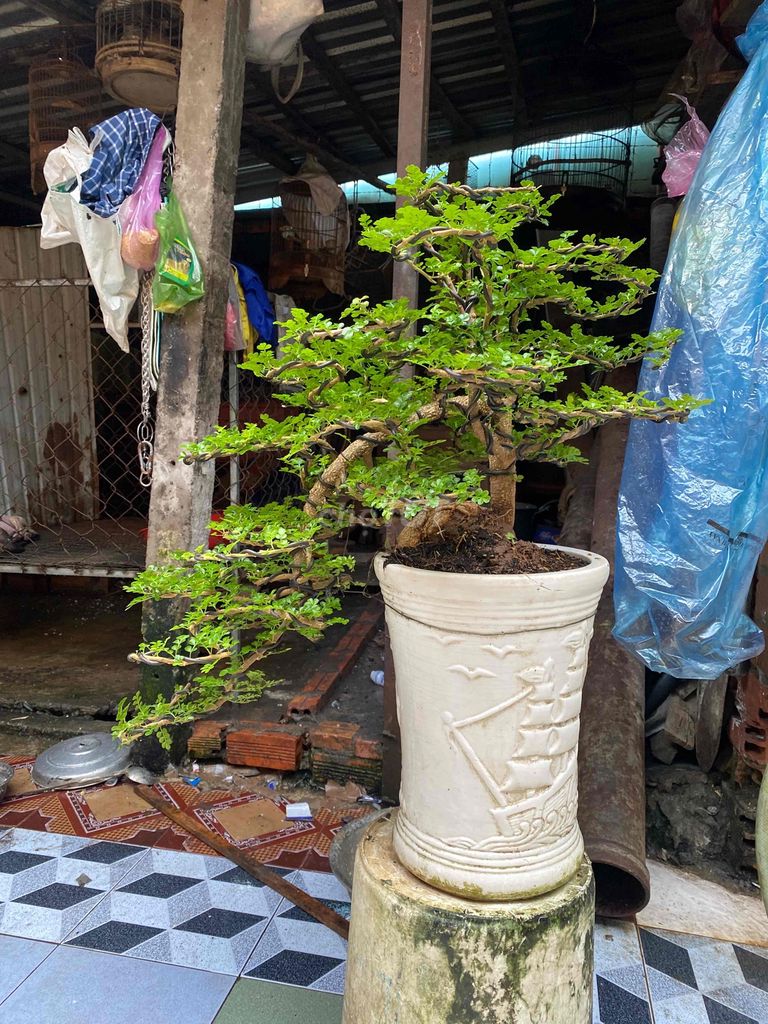 cần thăng bonsai đẹp