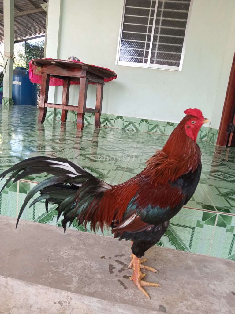 Gà  Điều vàng 3kg zin. Mua bán Gà tại Huyện Thạnh Phú Bến Tre được đăng bởi BEN TRE GA DA  hình 1