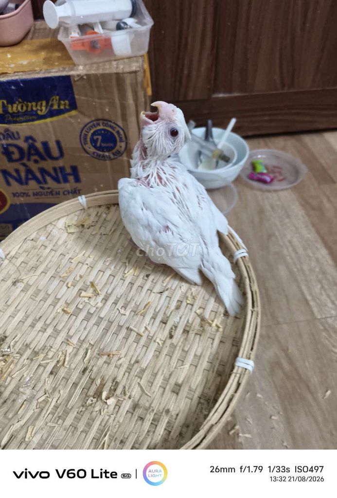 Chim chào mào non trắng khỏe mạnh. Mua bán Chim tại Quận Hai Bà Trưng Hà Nội được đăng bởi Shop chim cảnh hình 1
