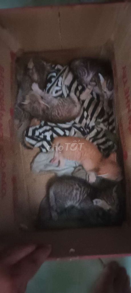 Mèo ta ,mèo con. Mua bán Mèo tại Huyện Củ Chi Tp Hồ Chí Minh được đăng bởi Nguyên liệu ngành gỗ keo 502 hình 1