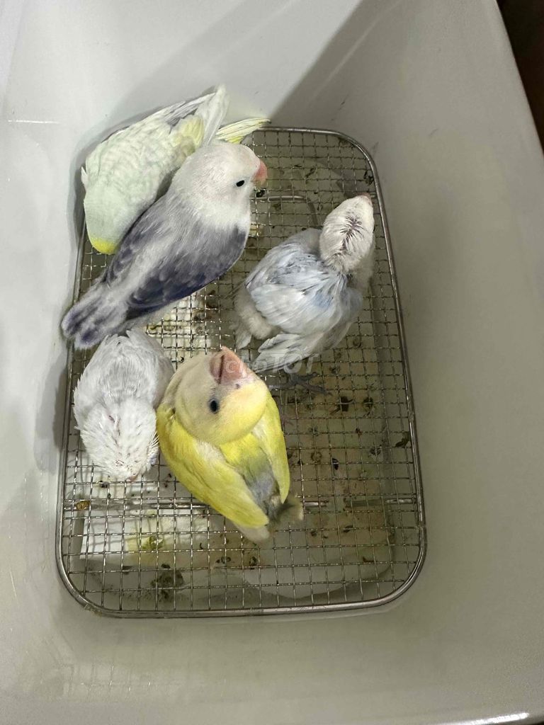 Chim Lovebird, Cockatiel non khỏe mạnh. Mua bán Chim tại Thành phố Mỹ Tho Tiền Giang được đăng bởi An Lê hình 1