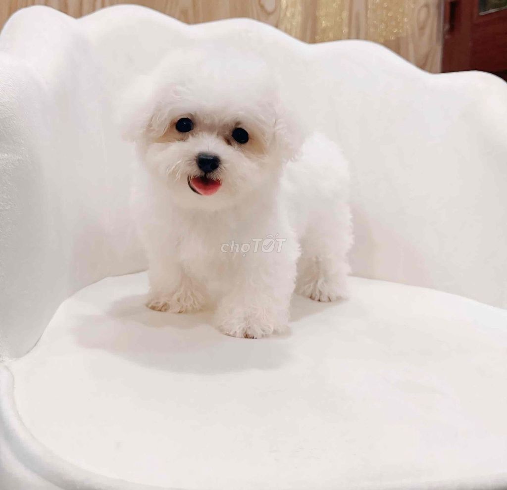 Chó Poodle mix Bichon cái màu Trắng. Mua bán Chó tại Thành phố Long Khánh Đồng Nai được đăng bởi Châu Trần hình 1