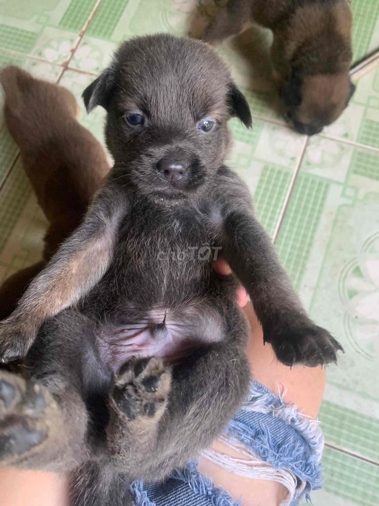 vía chó cỏ