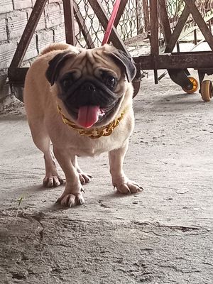 Cần tìm nhà mới cho bé pug mặc xệ dễ thương. Mua bán Chó tại Huyện Châu Thành Sóc Trăng được đăng bởi Giang Trường