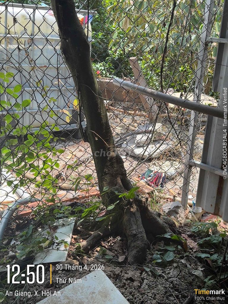 dọn dat cần ban ae nao quan tam alo. Mua bán Cây cảnh, đồ trang trí tại Huyện Chợ Mới An Giang được đăng bởi ku den hình 1