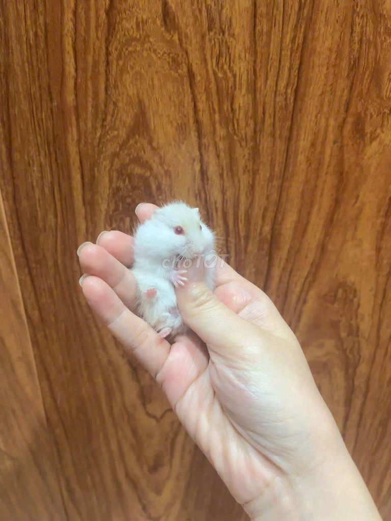 Chuột Hamster baby ăn khỏe, dễ nuôi.