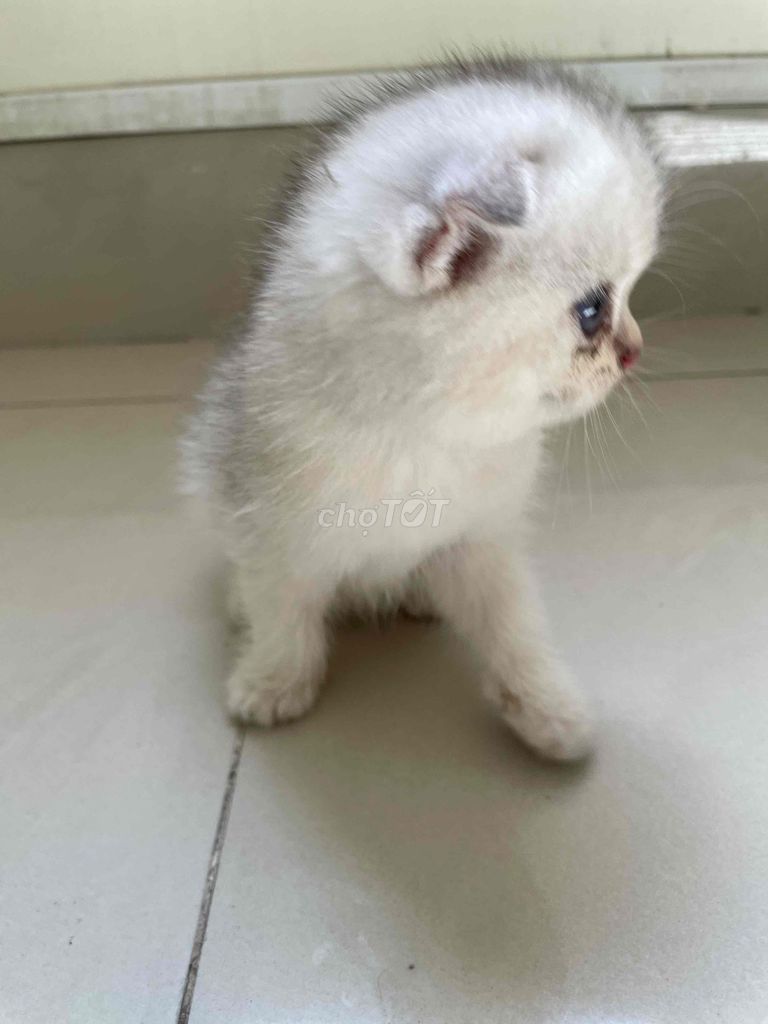 Bé 2 tháng tuổi. Mua bán Mèo tại Quận Gò Vấp Tp Hồ Chí Minh được đăng bởi TjnTjn hình 1