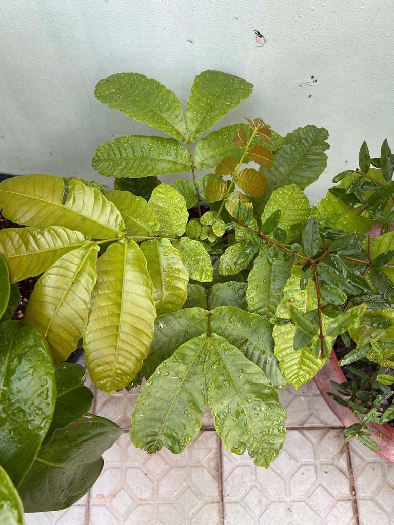 Cây giống Nhãn sầu riêng. Mua bán Đồ chuyên dụng, Giống nuôi trồng tại Quận 6 Tp Hồ Chí Minh được đăng bởi Phan Cường hình 1