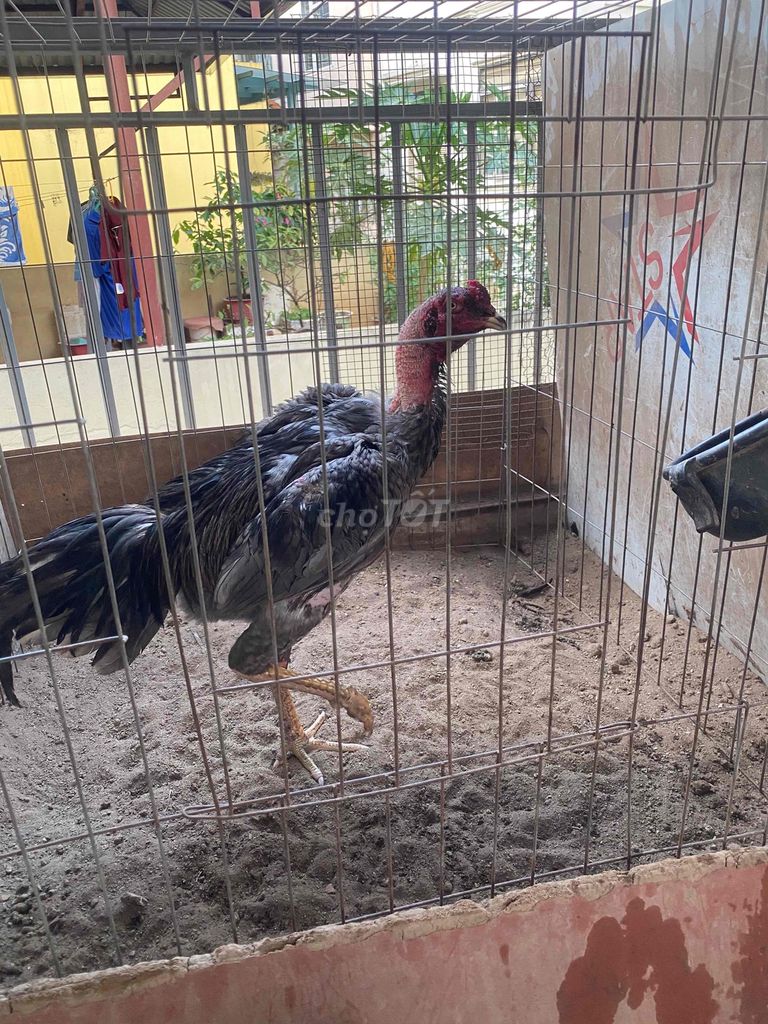 Gà Đen Đực. Mua bán Gà tại Quận Tây Hồ Hà Nội được đăng bởi Nguyen manh lâm hình 1