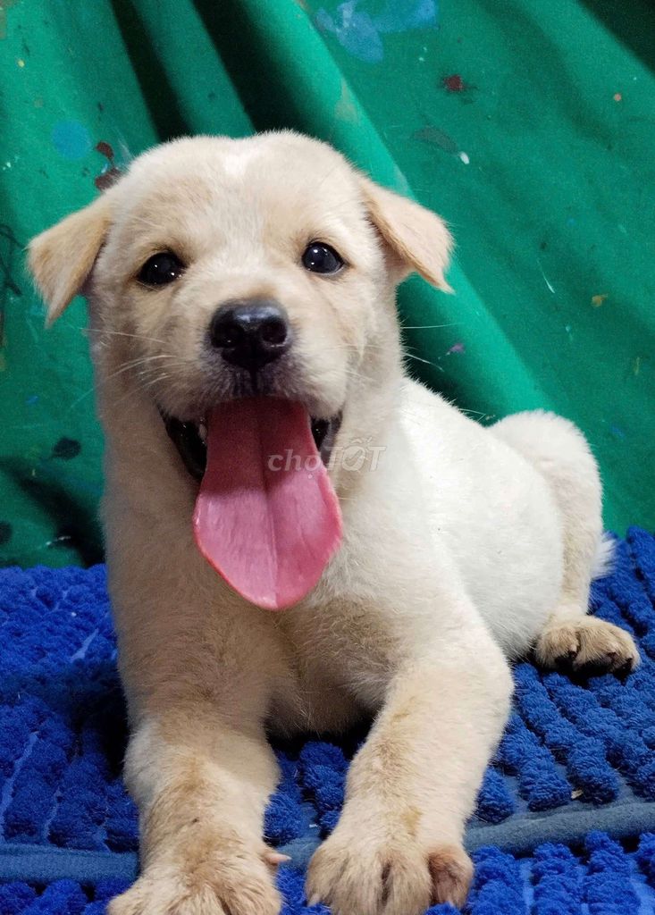 Chó Labrador lai đực thông minh mập ú . Mua bán Chó tại Quận Bình Tân Tp Hồ Chí Minh được đăng bởi Nguyễn Hằng hình 1