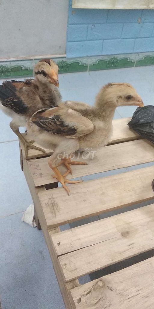 Gà con trống 1 tháng Nâu Đen Vàng. Mua bán Gà tại Quận Hoàn Kiếm Hà Nội được đăng bởi giải trí tv hình 1