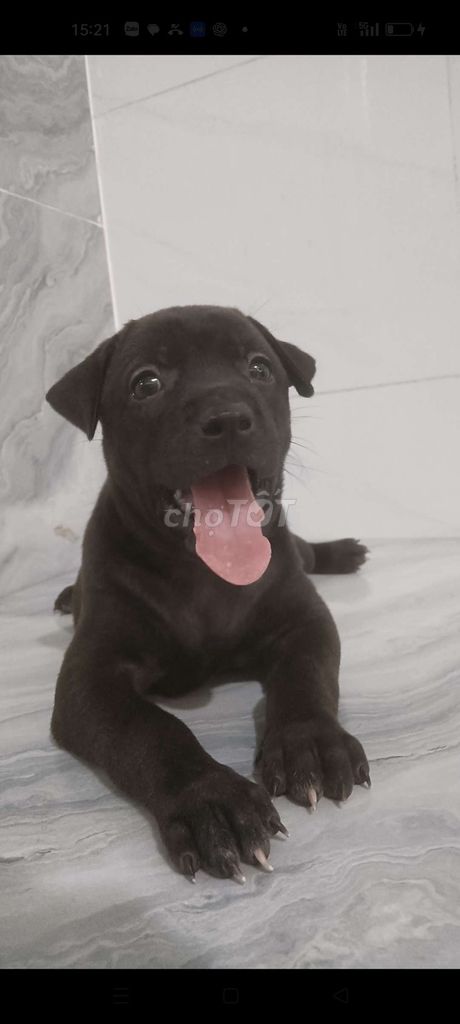 Chó Labrador F1 đen tuyền rất khôn. Mua bán Chó tại Quận 6 Tp Hồ Chí Minh được đăng bởi Tăng Chí Lương  hình 1