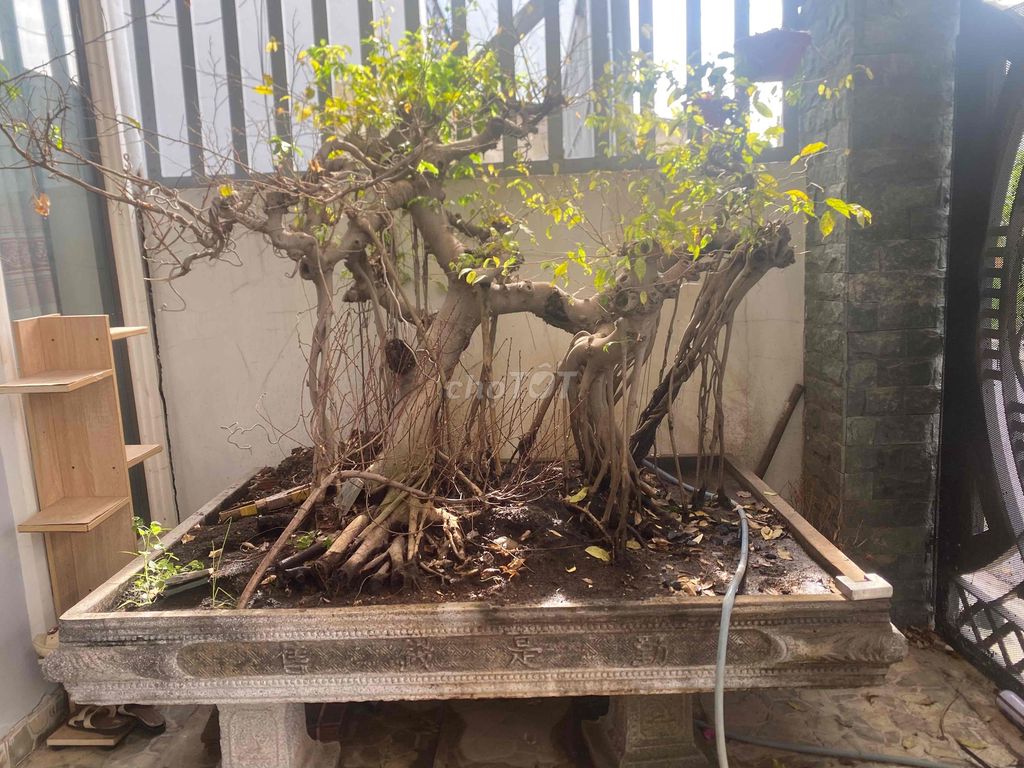 Cây si 1m2x1m8 gồm chậu đẹp. Mua bán Cây cảnh, đồ trang trí tại Quận 12 Tp Hồ Chí Minh được đăng bởi Anh hình 1