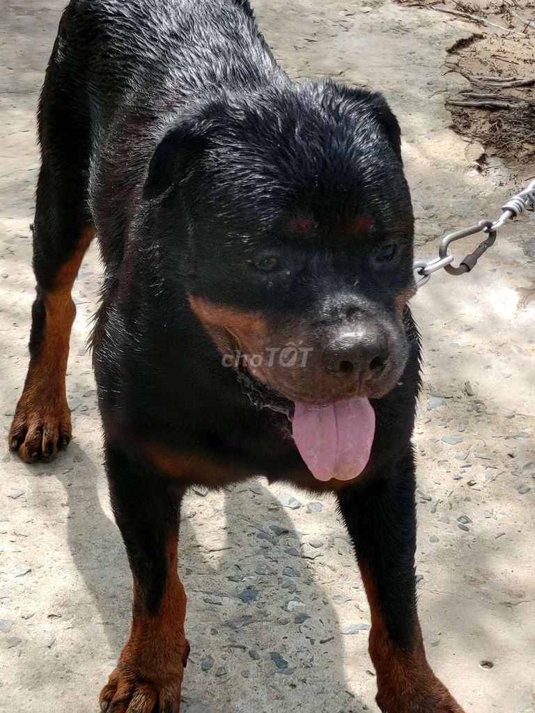 Giấy Vka Đầy Đủ. Mua bán Chó tại Quận 12 Tp Hồ Chí Minh được đăng bởi Nhân Rottweiler  hình 5