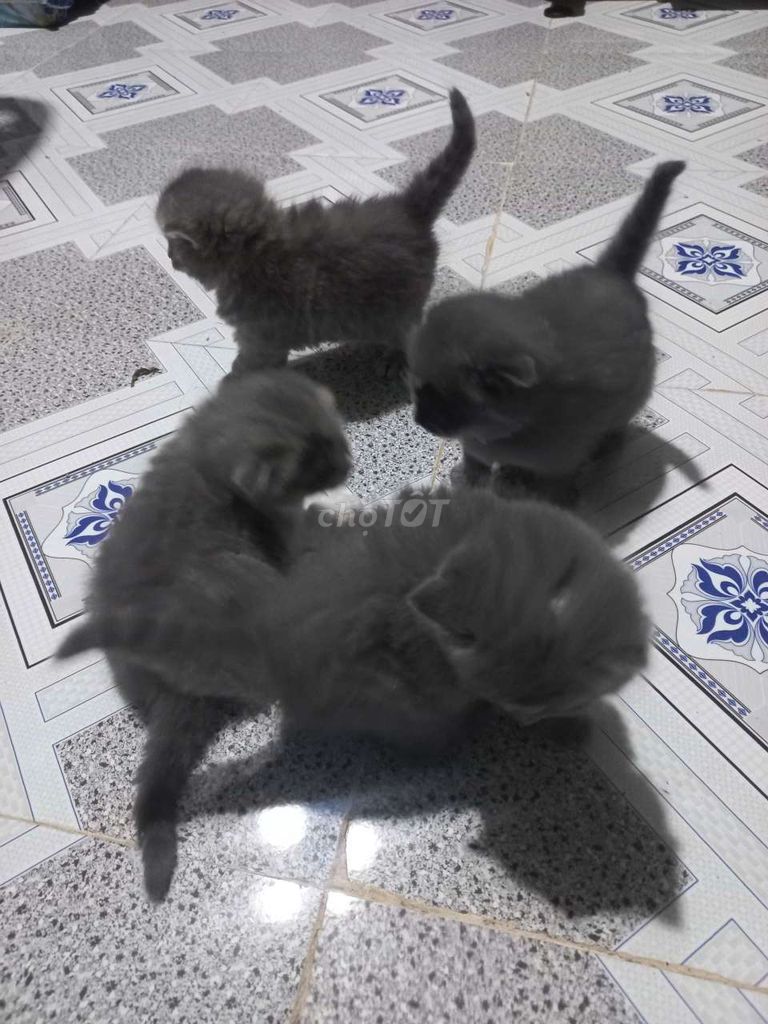 Mèo Anh lông ngắn Xám & Tabby. Mua bán Mèo tại Huyện Mỏ Cày Nam Bến Tre được đăng bởi Bi Tuấn hình 1