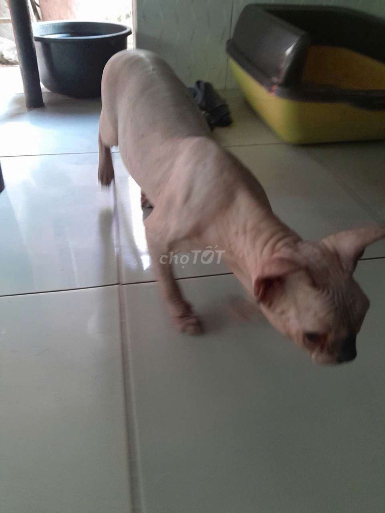 Mèo Sphynx Ai Cập Hồng nhạt. Mua bán Mèo tại Huyện Bình Chánh Tp Hồ Chí Minh được đăng bởi Đỗ Thành Ven  hình 1