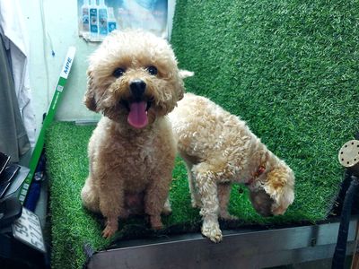 em poodle  đực , cái 6 tháng tuổi