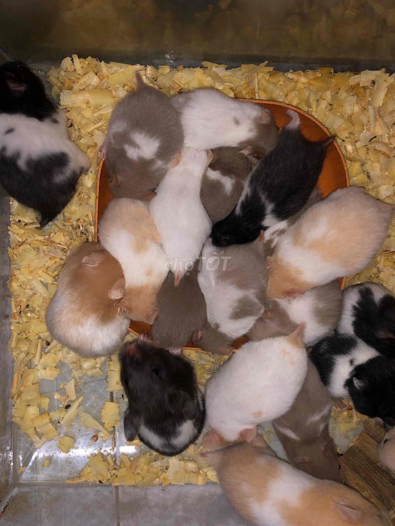 Hamster bear dòng thường. Mua bán Thú cưng khác tại Quận Bình Tân Tp Hồ Chí Minh được đăng bởi Ở trọ bày đặt bán chụtt hình 1