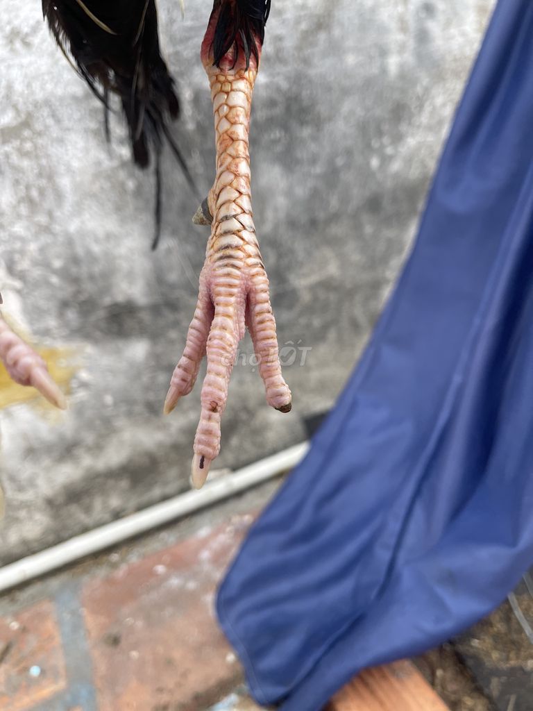 Gà chọi Cuban lai Mỹ 1.27kg Chuối. Mua bán Gà tại Quận Tân Phú Tp Hồ Chí Minh được đăng bởi Quý Hưng hình 1