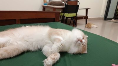 cần tìm nhà cho bé mèo anh lông dài. Mua bán Mèo tại Quận Long Biên Hà Nội được đăng bởi Trang