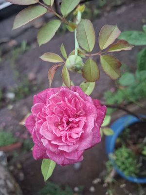 Vân tai miên nam