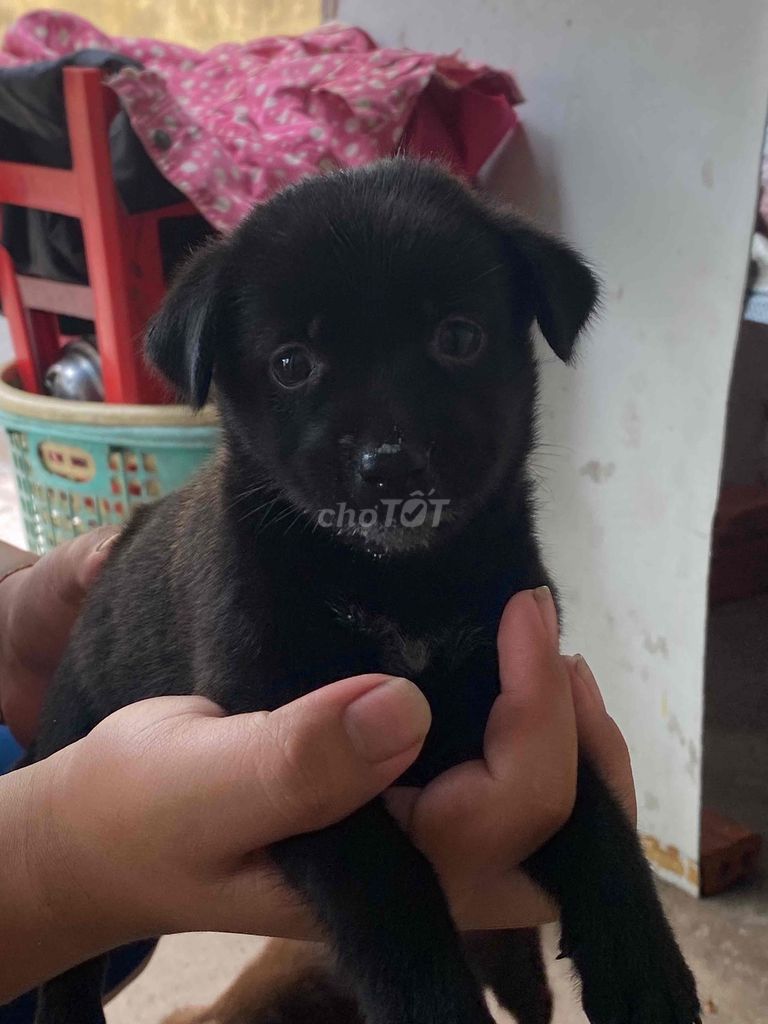 Chó cỏ 1 tháng Đen Nâu. Mua bán Chó tại Huyện Nhà Bè Tp Hồ Chí Minh được đăng bởi Đức Công hình 1