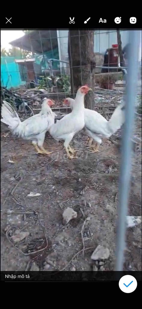 mái Mỹ whit kensol lớn ký. Mua bán Gà tại Huyện Tân Hiệp Kiên Giang được đăng bởi Quốc Thạch Gà Mỹ hình 1