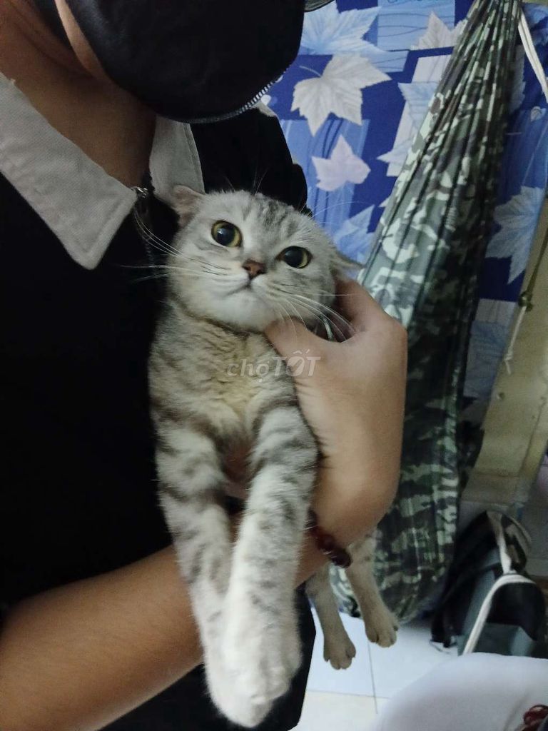 Mèo anh lông ngắn Cái . Mua bán Mèo tại Quận 6 Tp Hồ Chí Minh được đăng bởi Thiện 6868 hình 1