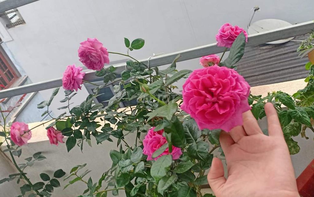Hoa giấy Hồng Nở nhiều lâu tàn. Mua bán Cây cảnh, đồ trang trí tại Huyện Gia Lâm Hà Nội được đăng bởi Khang hình 1