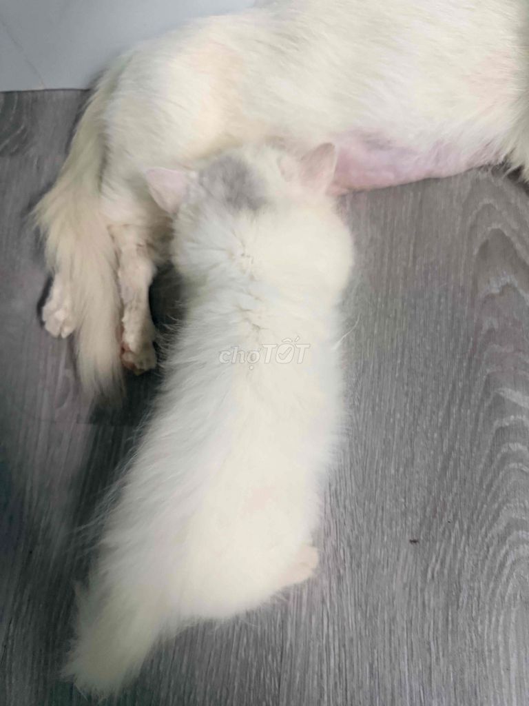 Mèo Ald trắng đực cái 2 tháng. Mua bán Mèo tại Quận 7 Tp Hồ Chí Minh được đăng bởi Lương Quang Ba hình 1