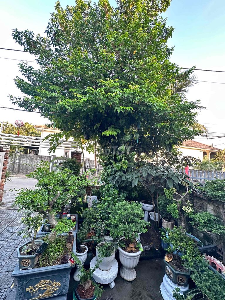 Cây cảnh bonsai dáng đẹp. Mua bán Cây cảnh, đồ trang trí tại Thị xã Điện Bàn Quảng Nam được đăng bởi Minh Tài hình 1