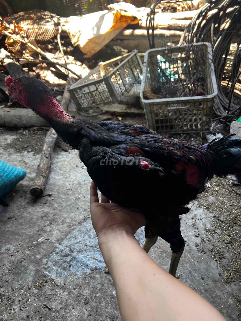 Gà chọi tơ đực 2.5kg. Mua bán Gà tại Thị xã Hương Thủy Thừa Thiên Huế được đăng bởi bao tram hình 1