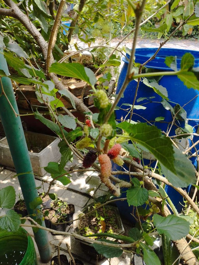 Dâu tằm trái siêu to. Mua bán Cây cảnh, đồ trang trí tại Huyện Cao Lãnh Đồng Tháp được đăng bởi Tân hình 1