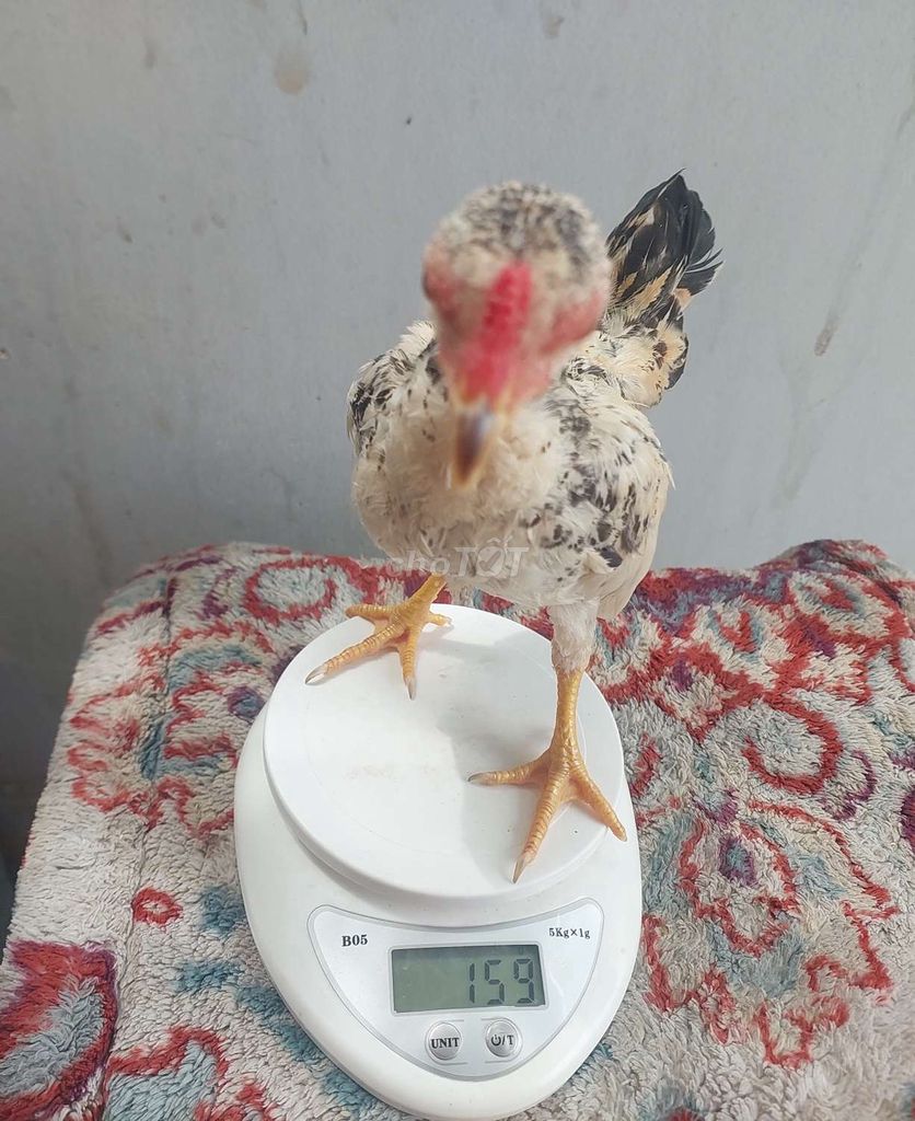 Gà tre trống trắng đen gần 4 tháng. Mua bán Gà tại Quận 11 Tp Hồ Chí Minh được đăng bởi thiên  hình 1