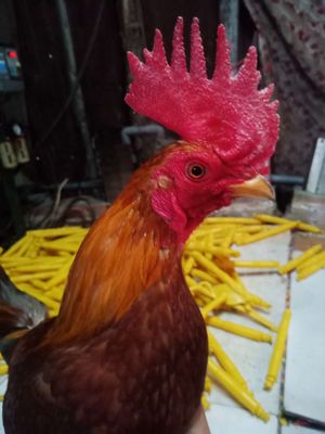 Bán gà 1k220. Mua bán Gà tại Quận 8 Tp Hồ Chí Minh được đăng bởi Hung Cao