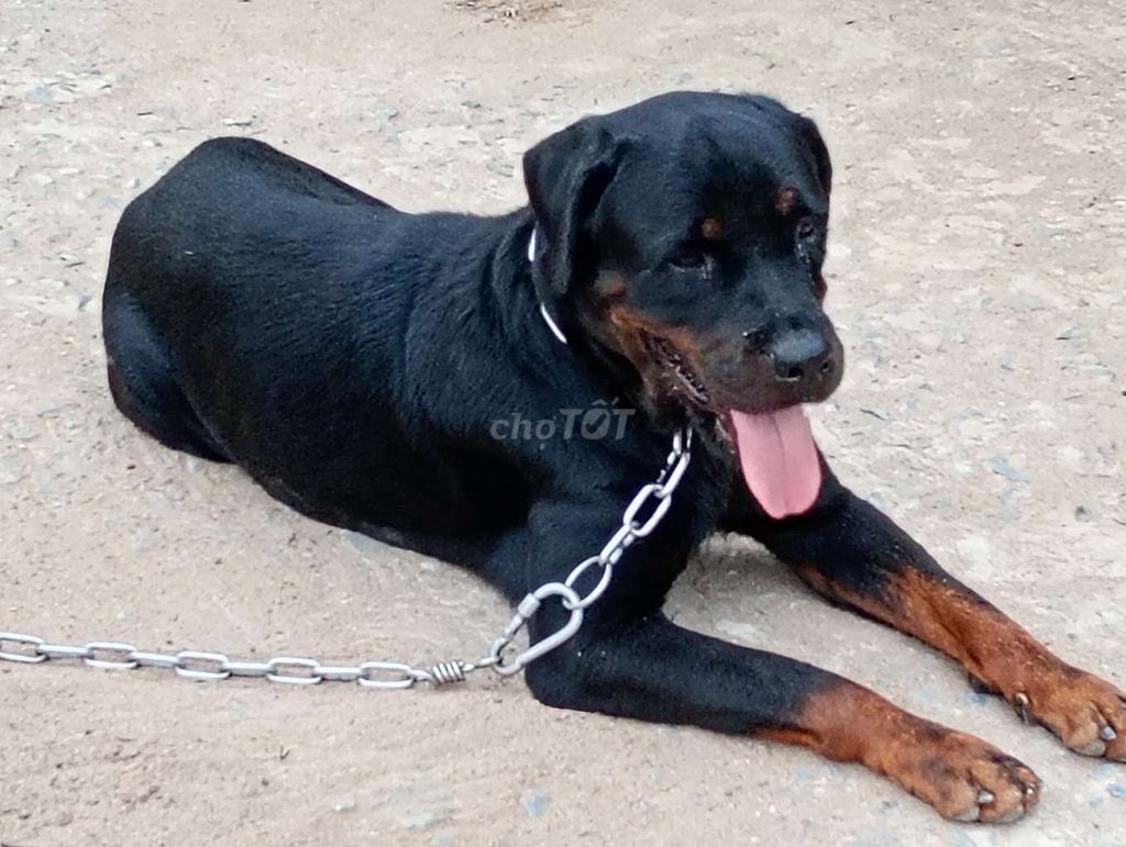 Chó Rottweiler cái. Mua bán Chó tại Thành phố Tây Ninh Tây Ninh được đăng bởi Nhân Rottweiler  hình 1