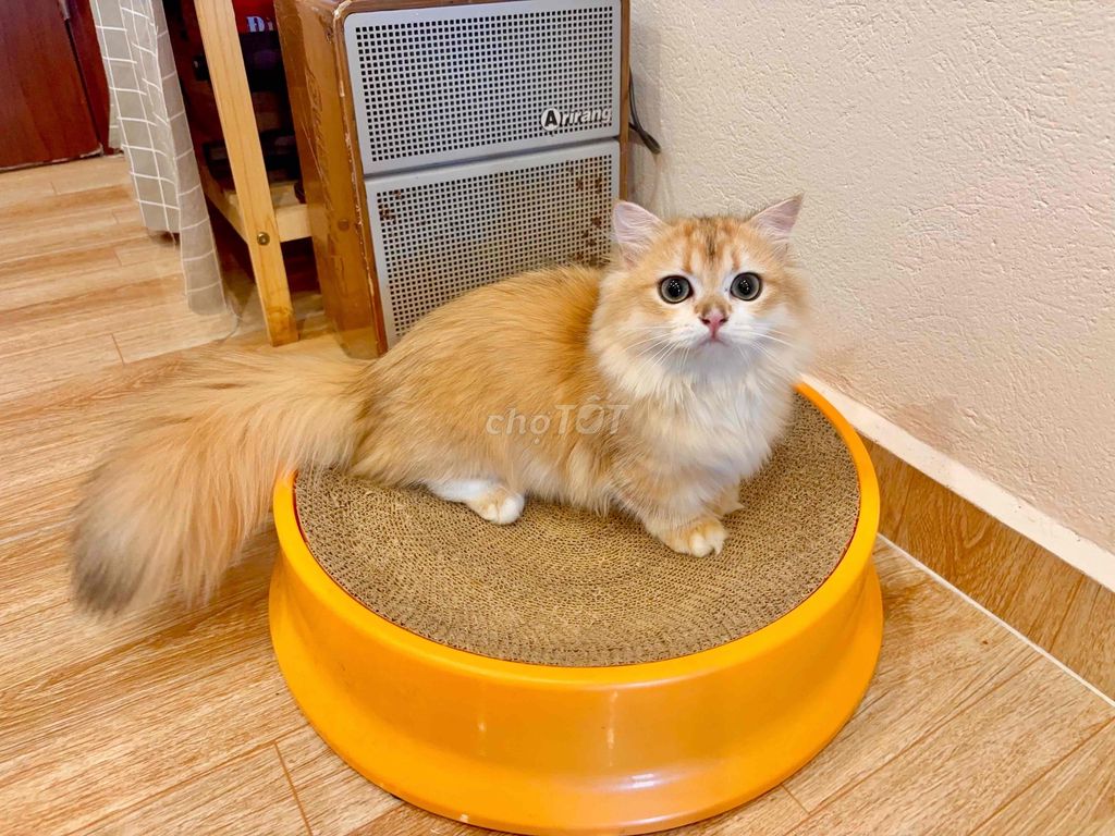 ALD golden ny12 tone red chân lùn đực (fix nhẹ). Mua bán Mèo tại Huyện Yên Phong Bắc Ninh được đăng bởi Tina hình 3