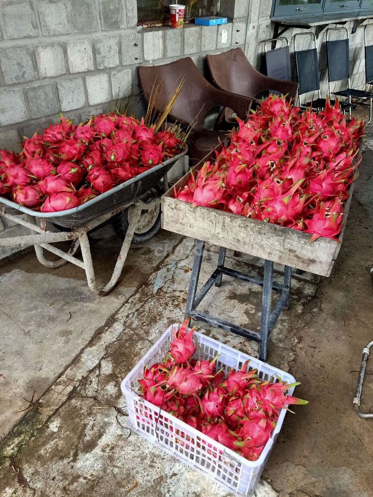Thanh long ruột đỏ. Mua bán Đồ ăn, thực phẩm và các loại khác tại Thành phố Sóc Trăng Sóc Trăng được đăng bởi Triết Gà Lai ST hình 1