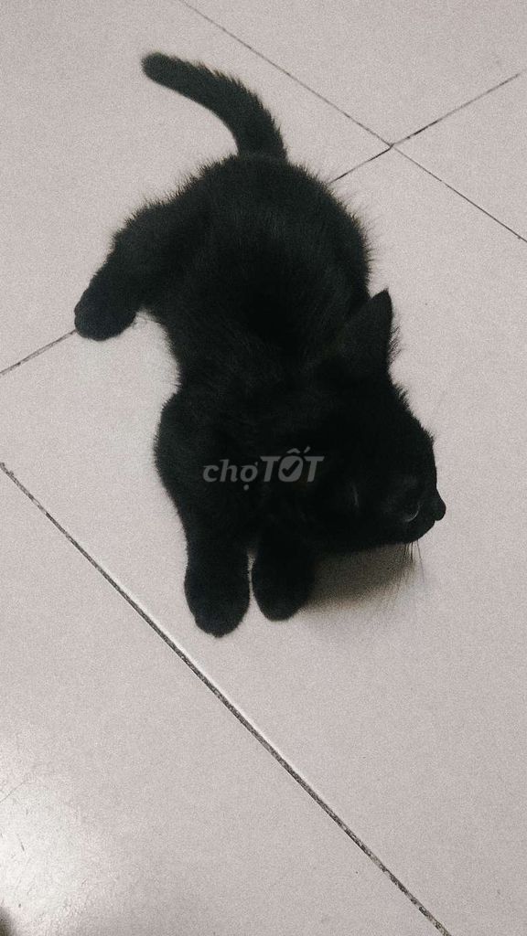 Mèo ALN lai Đen 3 tháng sức khỏe tốt. Mua bán Mèo tại Thành phố Huế Thừa Thiên Huế được đăng bởi Khắc Duy hình 1
