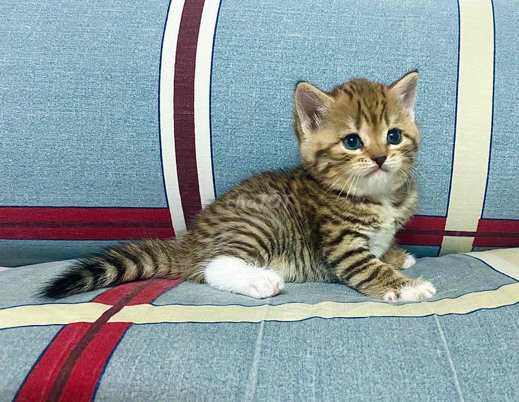 Bé Brown Tabby tìm 🏡 mới