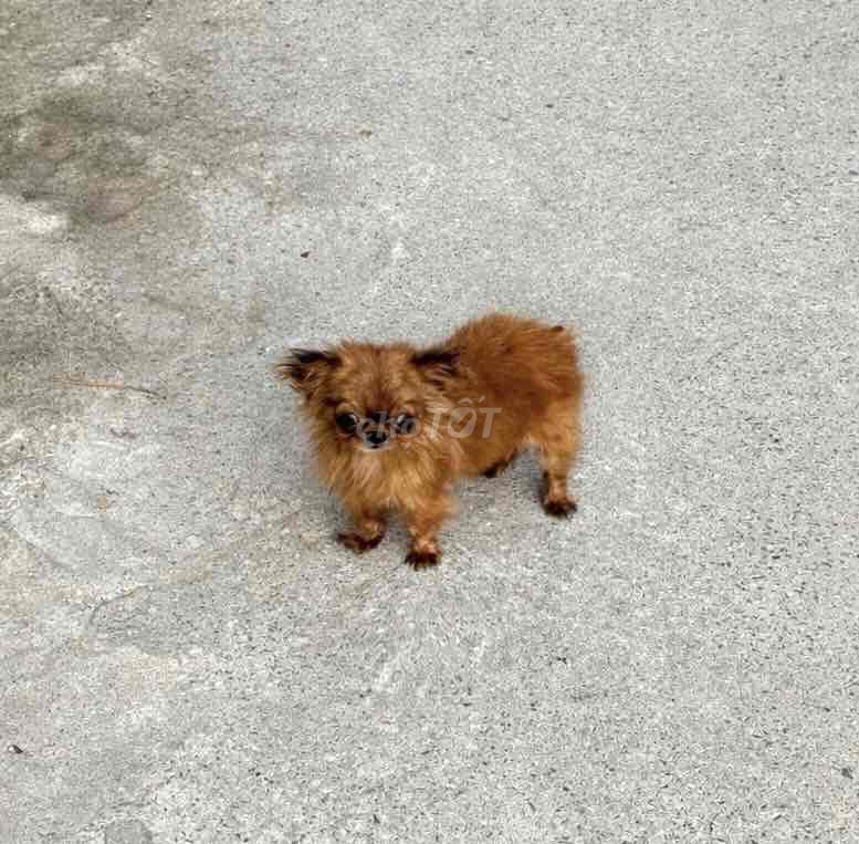 Chihuahua Cái Chuẩn Bị Lên Giống. Mua bán Chó tại Huyện Long Hồ Vĩnh Long được đăng bởi Kha Anh Thảo hình 1