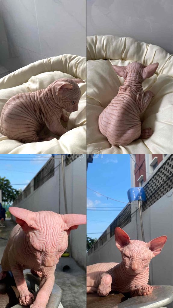 Mèo Sphynx Hồng không lông. Mua bán Mèo tại Thành phố Thủ Đức Tp Hồ Chí Minh được đăng bởi Trần Bảo Ngọc hình 1